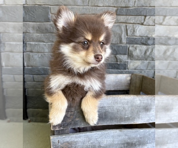 Medium Photo #4 Pomeranian Puppy For Sale in MIDDLEBURY, IN, USA