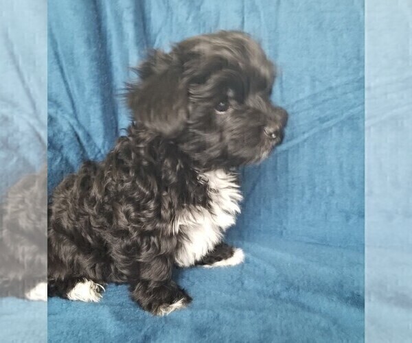 Medium Photo #26 Morkie Puppy For Sale in HOLLAND, MI, USA