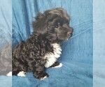 Small Photo #26 Morkie Puppy For Sale in HOLLAND, MI, USA