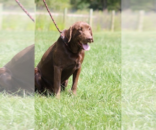 Medium Photo #1 Labrador Retriever Puppy For Sale in NEOLA, WV, USA