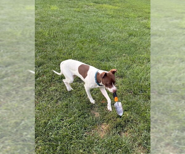 Medium Photo #35 American Pit Bull Terrier-Unknown Mix Puppy For Sale in Brewster, NY, USA