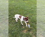 Small #34 American Pit Bull Terrier Mix