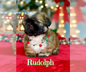 Shih Tzu Puppy for sale in SUGAR HILL, GA, USA