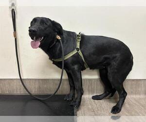Labrador Retriever Dogs for adoption in Pasadena, CA, USA