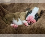 Small Photo #30 Boxer Puppy For Sale in PONTOTOC, MS, USA