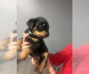 Medium Rottweiler