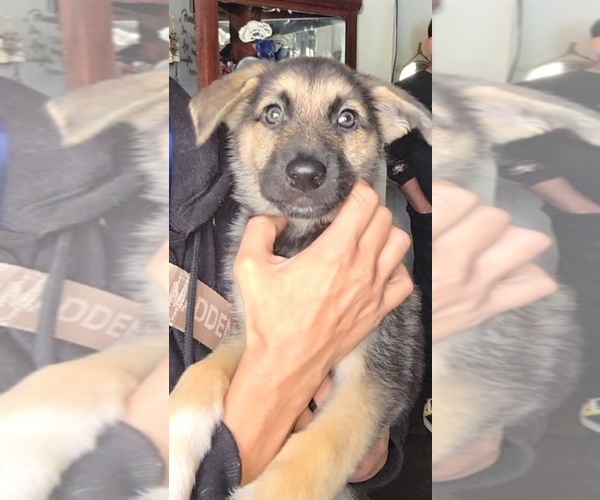 Medium Photo #3 German Shepherd Dog Puppy For Sale in CANTON, OH, USA