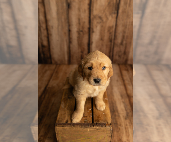 Medium Photo #1 Golden Retriever Puppy For Sale in HAMILTON, AL, USA