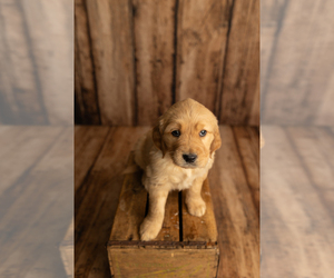 Golden Retriever Puppy for sale in HAMILTON, AL, USA