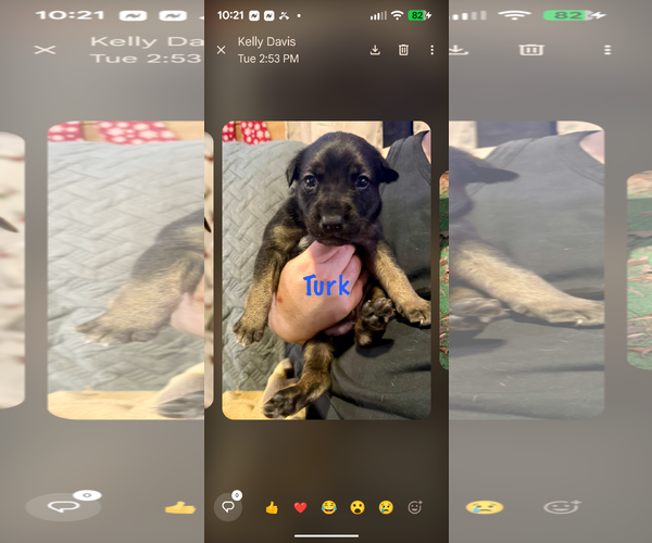 Medium Photo #1 Anatolian Shepherd-German Shepherd Dog Mix Puppy For Sale in columbia, SC, USA