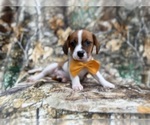 Small #2 Cavalier King Charles Spaniel-Jack Russell Terrier Mix