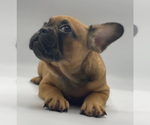 Small Photo #2 French Bulldog Puppy For Sale in LOS GATOS, CA, USA