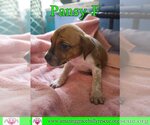 Small Photo #10 Australian Shepherd-Beagle Mix Puppy For Sale in Pensacola, FL, USA