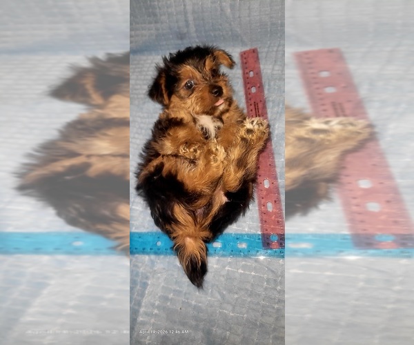 Medium Photo #17 Yorkshire Terrier Puppy For Sale in AKRON, OH, USA