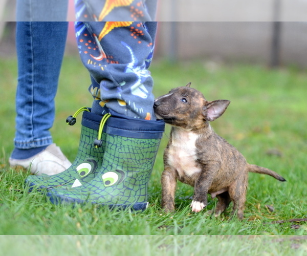 Medium Photo #20 Miniature Bull Terrier Puppy For Sale in Kiskoros, Bacs-Kiskun, Hungary