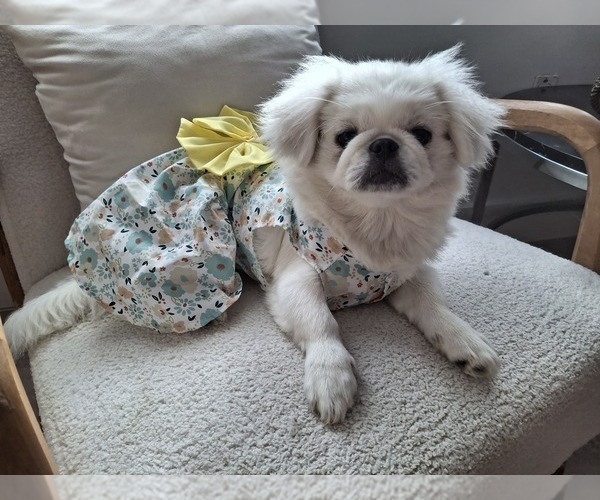 Medium Photo #5 Pekingese Puppy For Sale in MIAMI, FL, USA