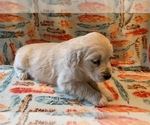 Puppy 4 English Cream Golden Retriever