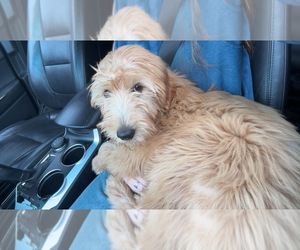 Goldendoodle Puppy for sale in ASHLAND, OH, USA