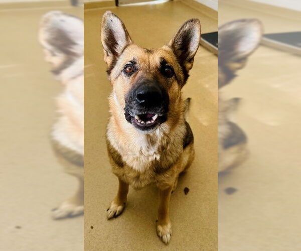 Medium Photo #1 German Shepherd Dog Puppy For Sale in Derwood, MD, USA