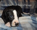 Small #5 Great Dane