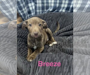 Mutt Dogs for adoption in Topeka, KS, USA