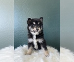 Small Photo #9 Pomsky Puppy For Sale in QUEEN CREEK, AZ, USA