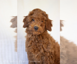 Goldendoodle (Miniature) Puppy for sale in PLAINS, MT, USA