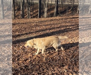 Father of the Golden Retriever puppies born on 09/07/2025