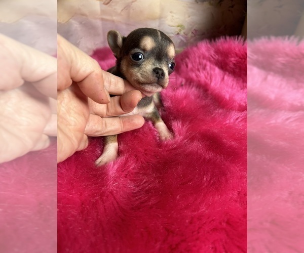 Medium Photo #1 Chihuahua Puppy For Sale in TRACY, CA, USA