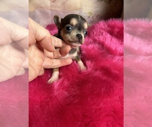 Chihuahua Puppy for sale in TRACY, CA, USA
