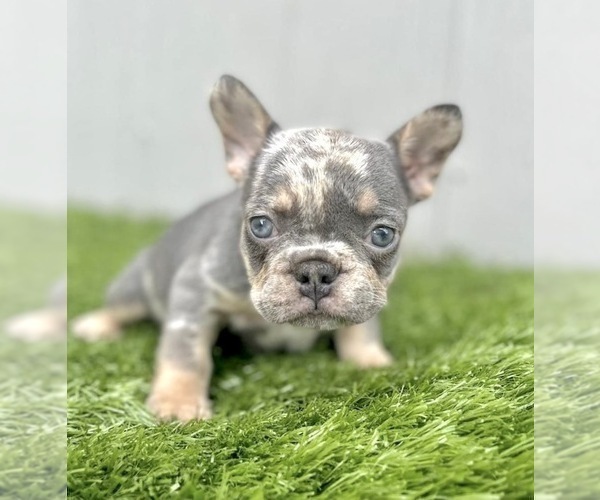 Medium Photo #1 French Bulldog Puppy For Sale in SANTA ANA, CA, USA
