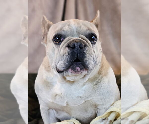 Medium Photo #3  Puppy For Sale in , 