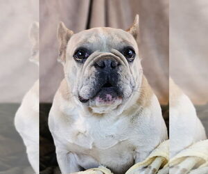 French Bulldog Dogs for adoption in Bon Carbo, CO, USA