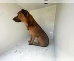 Small German Shepherd Dog Mix