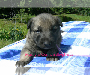 German Shepherd Dog Puppy for Sale in PIEDMONT, Missouri USA