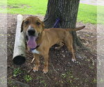 Small Labrador Retriever-Rhodesian Ridgeback Mix