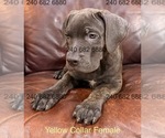 Puppy Yellow Collar F Cane Corso