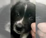 Small Photo #1 Australian Shepherd Puppy For Sale in MATTHEWS, NC, USA
