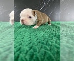 Small #17 Boston Terrier