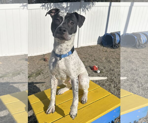 Medium Photo #13 American Pit Bull Terrier-Pointer Mix Puppy For Sale in Rockaway, NJ, USA