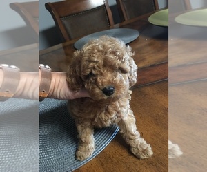 Poodle (Miniature) Puppy for sale in NORTHAMPTON, PA, USA