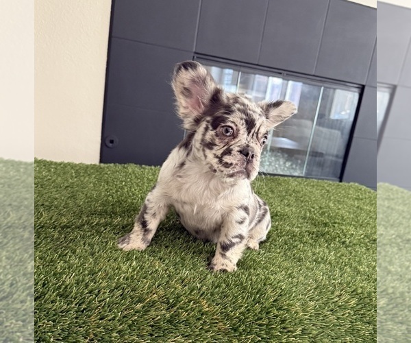 Medium Photo #3 French Bulldog Puppy For Sale in HESPERIA, CA, USA