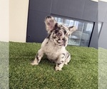 Small #2 French Bulldog