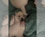 Small Photo #8 Shiba Inu Puppy For Sale in HAMPTON, VA, USA
