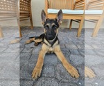 Small German Shepherd Dog