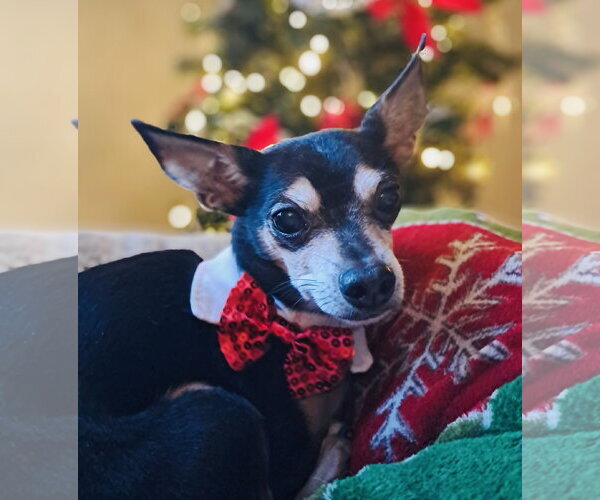 Medium Photo #2 Chipin Puppy For Sale in Princeton, MN, USA