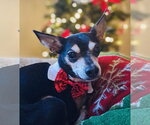 Small Photo #2 Chipin Puppy For Sale in Princeton, MN, USA