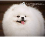 Small #1 Pomeranian