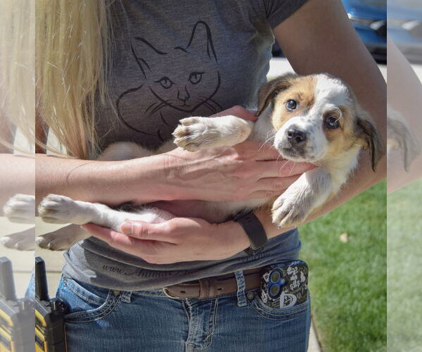 Medium Photo #4 Sheprador Puppy For Sale in Huntley, IL, USA