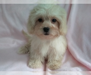 ShihPoo Puppy for sale in LAUREL, MS, USA